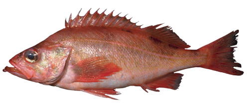 Pacific ocean perch