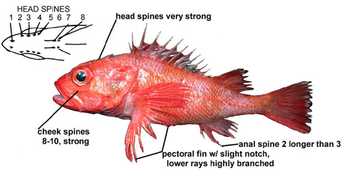 broadfin thornyhead