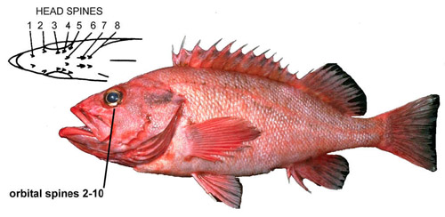 rougheye rockfish