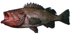 rougheye rockfish