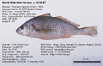 Fish Image