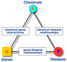 Chemicals, genes and human diseases are associated through references.