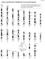 Syndromic and non-syndromic hearing loss loci