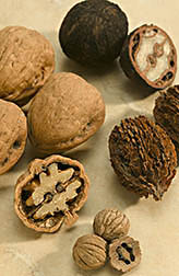 Walnuts, in a variety of shapes and sizes: Clockwise from top are Eastern Black, American butternut, Texas Black and Persian/English. Link to photo information