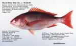 Pacific Snapper Fish image