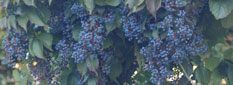 Nat'l Clonal Germplasm Rep - Tree Fruit & Nut Crops & Grapes Site Logo