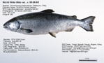 Fish Image