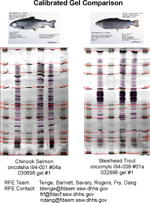 IEF Calibrated Comparison Gel image