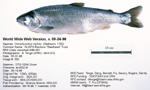 Rainbow Trout Fish image