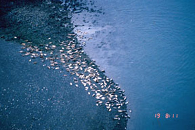 aerial photo of harbor seal haul-out site (41167 bytes)