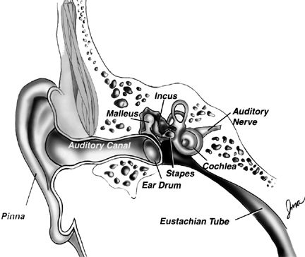 Image of the inner ear showing Malleus, Auditory Canal, the Incus, the Auditory Nerve, Cochlea, Stapes, Ear Drum, and Eustacian tube.