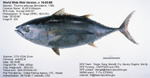 Albacore Fish image