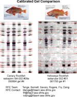 IEF Calibrated Comparison Gel image