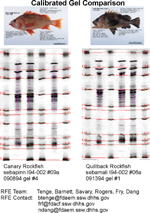 IEF Calibrated Comparison Gel image