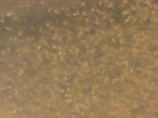 [Tanner crab larvae, algcbzoea.jpg=25KB]