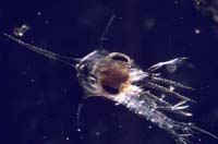 Crab larvae