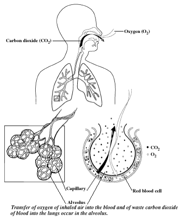 Illustration showing how the lung work