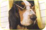 hound dog wearing glasses.