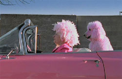 lady with pink hair with a pink dog in a pink car