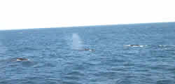 image of Fin Whales, click for full size.