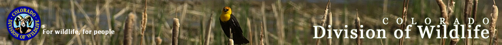 Yellow Headed Blackbird 2