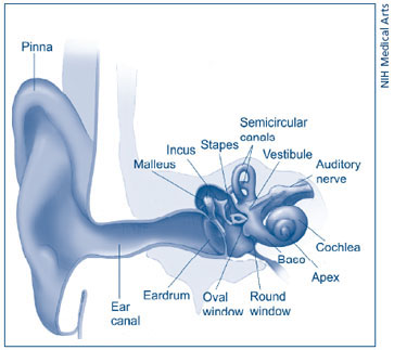 Illustration showing the sound pathway.