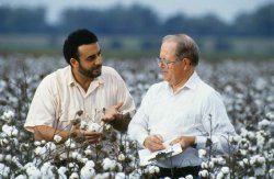 Men in a cotton field
