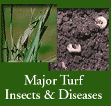 Turf Diseases & Insects
