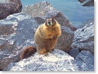 Marmot at Lake Chelan