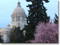 Washington state capitol building with cherry trees in blossom in the foreground