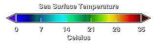 Sea Surface Temperature in Degrees Celsius.