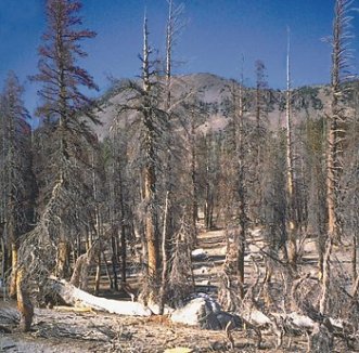 Map of Mammoth Mountain, faults, thermal springs, and tree kill areas, California