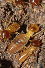 termites