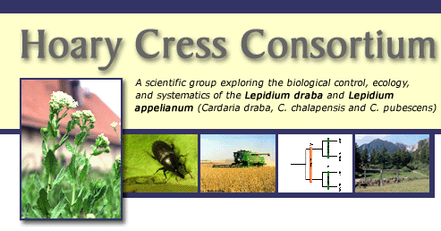 Hoary Cress Consortium  A scientific group exploring the biological control, ecology, and systematics of the Lepidium draba and Lepidium appelianum.
