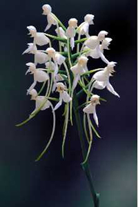 the native White Fringeless Orchid (Platanthera integrilabia) taken  by Thomas Barnes