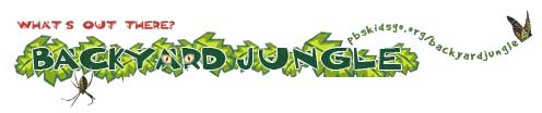 Backyard Jungle logo