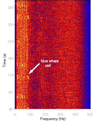 blue whale spectrogram