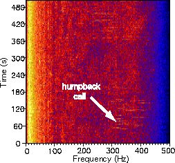 humpback spectrogram image'