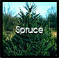 Spruce -- You are here