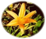 A daylily