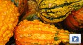 Photo: Oh My Gourd