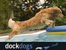 DockDogs® National Sportsmen's Series Competition - dog jumping in water