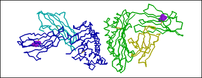 HFE Protein Sturcture