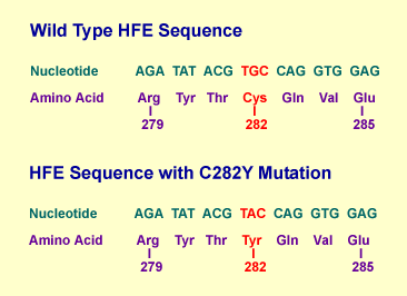 Wild Type and Mutated HFE Sequence