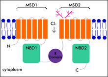 Figure 1: Cartoon of CFTR protein