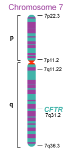 Chromosome 7