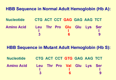 Figure 3: Normal and Mutated HBB Sequences