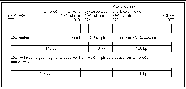 Figure. 1. Molecular sizes of observed restriction fragments from Cyclospora sp., E. tenella and E. mitis