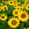 Sunflowers produce a energy-rich oil which is in demand for both the biofuel and food markets. Each ecological zone has a choice of energy crops which provide processed biofuels or feedstock for further processes. 