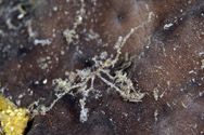Close up image of a small sea spider resting on a sponge at Stetson Bank